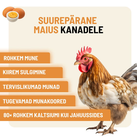 Kuivatatud Musta Sõdurikärbse Vastsed
