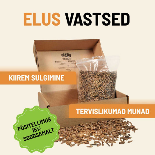 Elus Musta Sõdurikärbse Vastsed